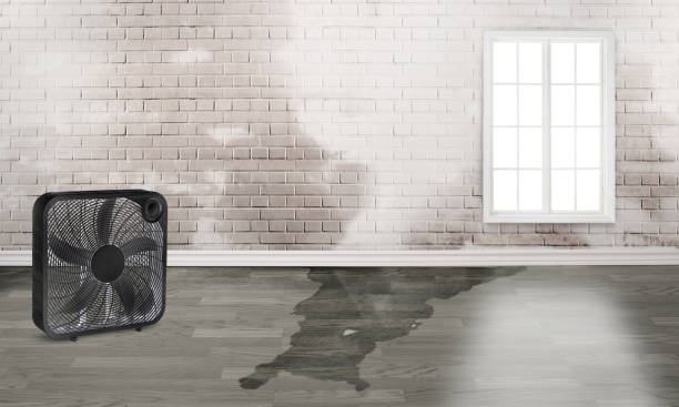 Best Flood damage cleanup  in Hamilton, MO
